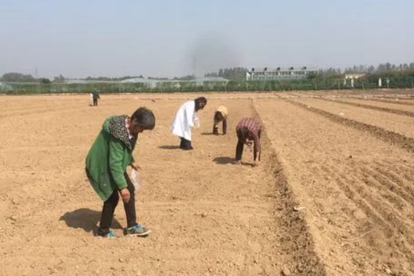 萱草怎么播种,覆盖薄土并浇水保湿
