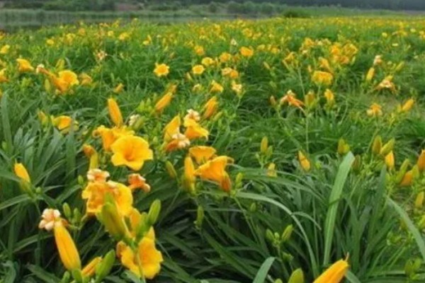 萱草怎么播种,覆盖薄土并浇水保湿