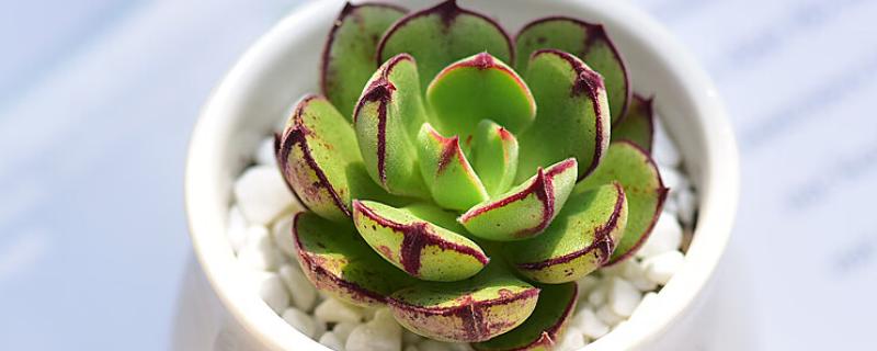 多肉丹尼尔的养殖方法，放在窗户旁边接受光照