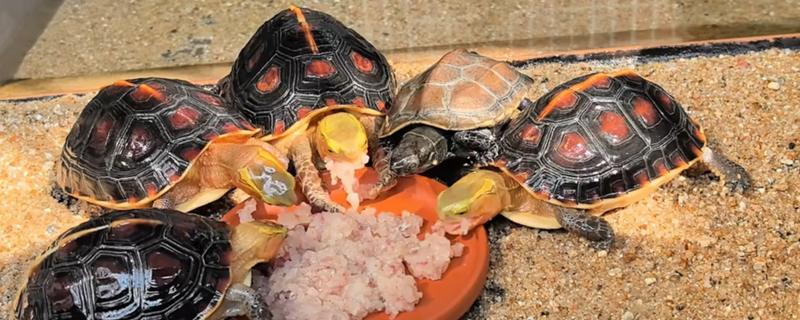 乌龟可以吃什么,可以吃动物性饲料、植物性饲料等