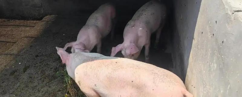 养殖民猪用什么饲料喂养，可以喂苦瓜、绿豆等