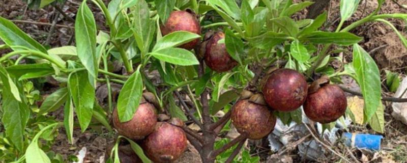 山竹里面黄黄的是什么东西,是黄色树脂