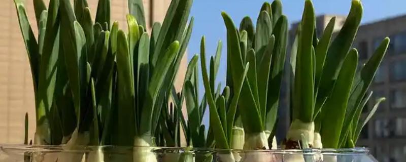 洋水仙如何水培，建议用直径较大的浅盆养护