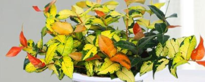 黄金络石怎么养殖，春秋季节每隔2-3天浇一次水