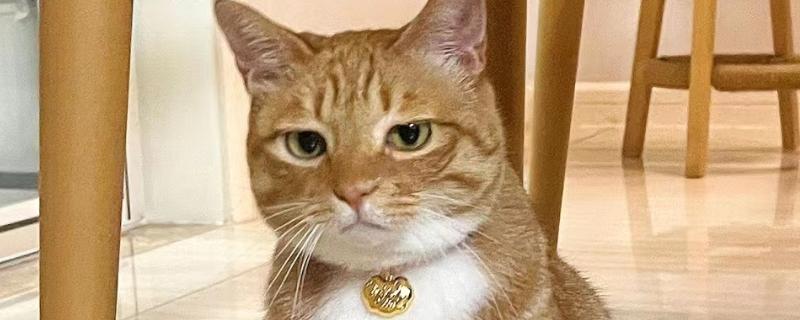 猫有鼻涕怎么办，出现清鼻涕要注意保暖