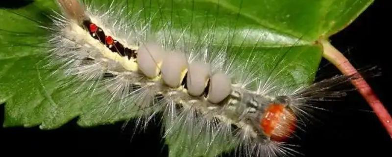 灭毛毛虫的方法，最简单方法便是杀虫剂