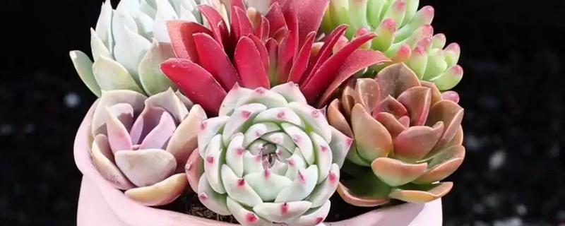 多肉是如何度过梅雨季节的,需减少浇水