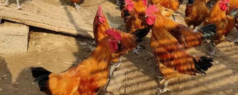 公鸡有什么特征,鸡冠比母鸡大