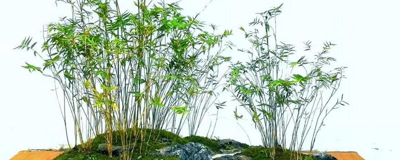 凤尾竹过冬的注意事项,保持土壤处于微湿状态