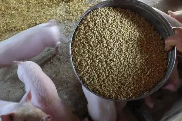 猪饲料有哪些添加剂，按成分分为中药类、益生菌类等