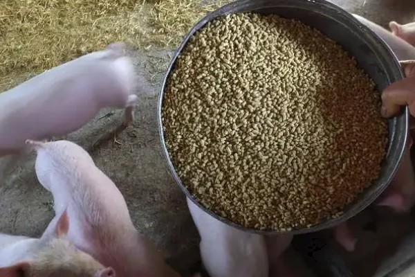 猪饲料的添加剂，主要有以下几种配方