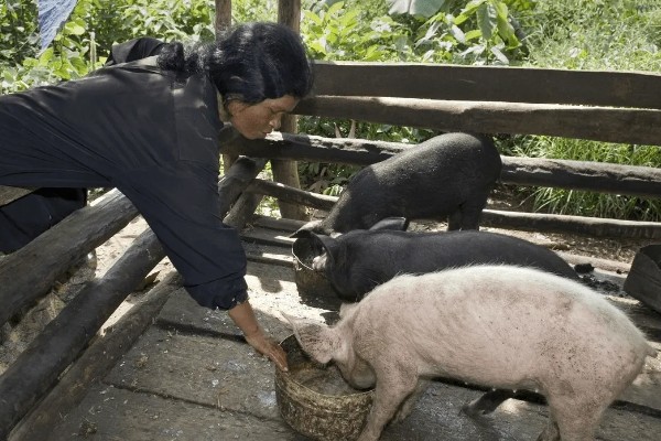 猪饲料的添加剂，主要有以下几种配方