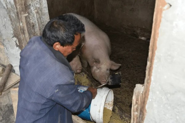 猪饲料的添加剂，主要有以下几种配方