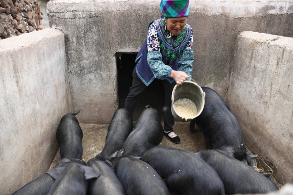 猪饲料的添加剂，主要有以下几种配方