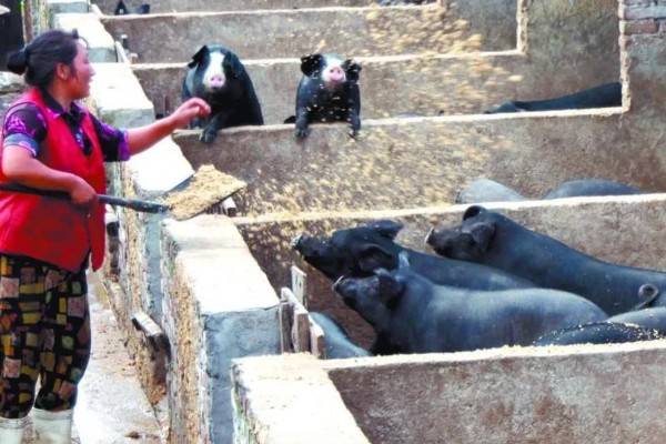 猪饲料的添加剂，主要有以下几种配方