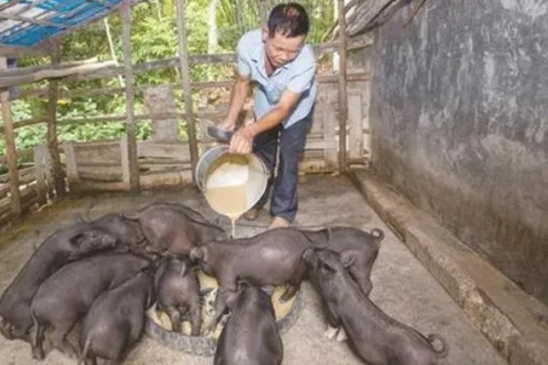 猪饲料的添加剂，主要有以下几种配方
