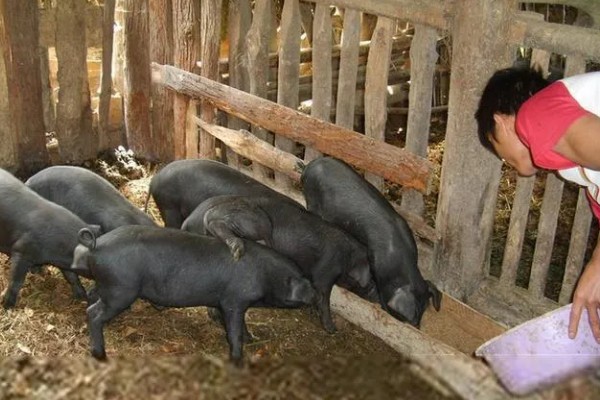 猪饲料的添加剂，主要有以下几种配方