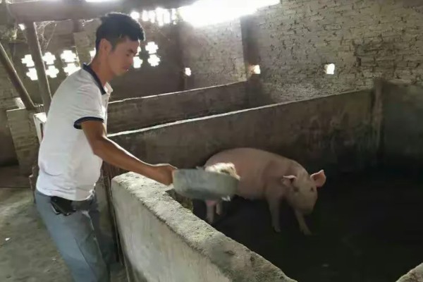 猪饲料的添加剂，主要有以下几种配方