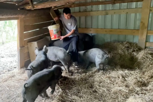 猪饲料的添加剂，主要有以下几种配方