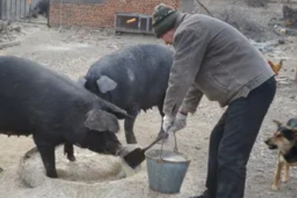 猪饲料的添加剂，主要有以下几种配方