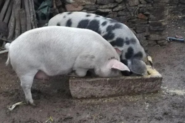 猪饲料的添加剂，主要有以下几种配方