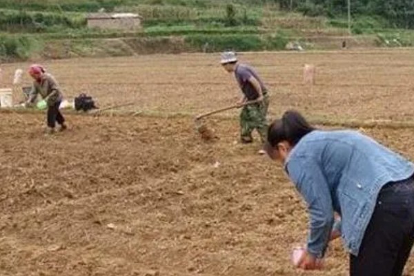 土豆的种植方式，按照20厘米的株距开穴点播