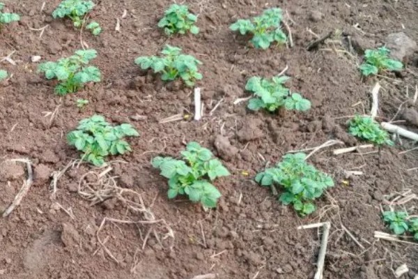 土豆的种植方式，按照20厘米的株距开穴点播