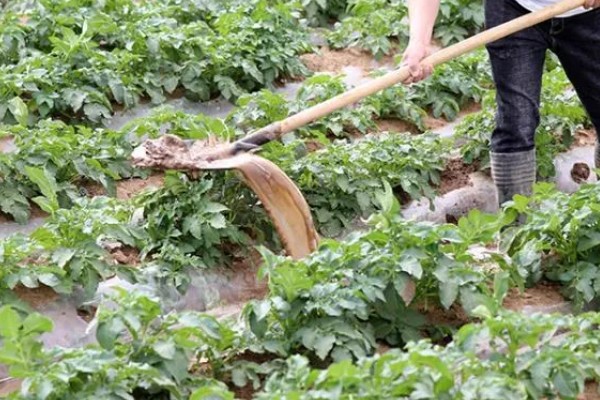土豆的种植方式，按照20厘米的株距开穴点播