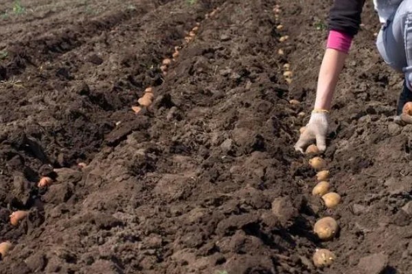 土豆的种植方式，按照20厘米的株距开穴点播