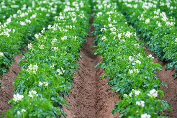 土豆的种植方式，按照20厘米的株距开穴点播