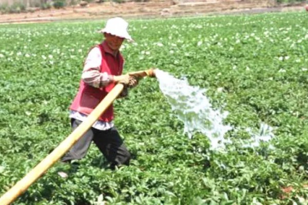 土豆的种植方式，按照20厘米的株距开穴点播