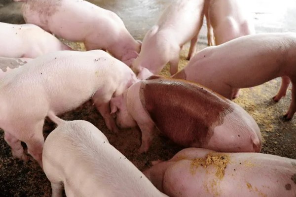 猪饲料的添加剂，主要有以下几种配方