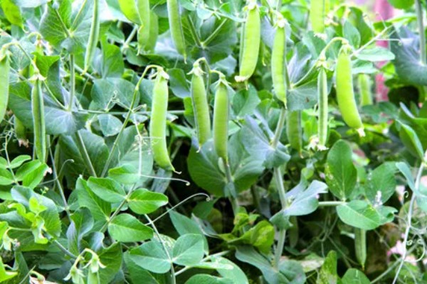 菜豌豆怎么种植，每穴播种量为2-3粒