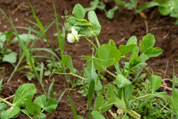 菜豌豆怎么种植，每穴播种量为2-3粒