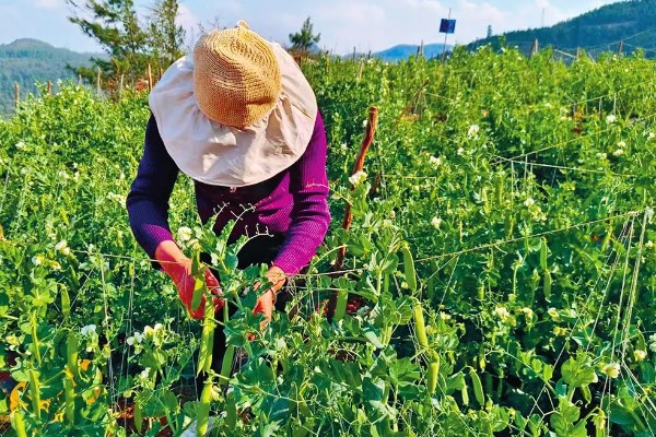 菜豌豆怎么种植，每穴播种量为2-3粒