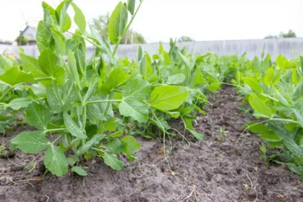 菜豌豆怎么种植，每穴播种量为2-3粒