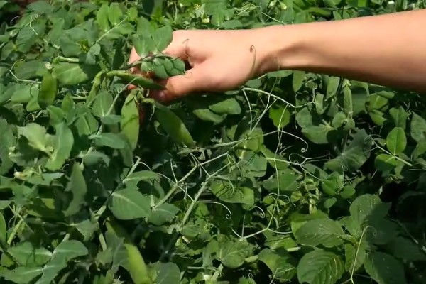 菜豌豆怎么种植，每穴播种量为2-3粒