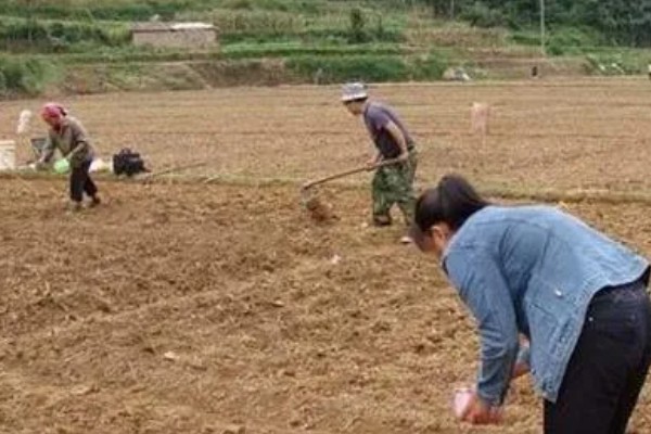 菜豌豆怎么种植，每穴播种量为2-3粒