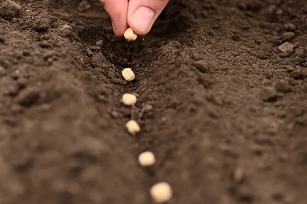 菜豌豆怎么种植，每穴播种量为2-3粒