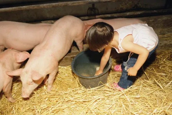 猪饲料的添加剂，主要有以下几种配方