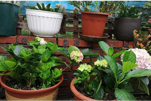 如何地栽绣球花，将根系舒展后栽入穴中并填土压实