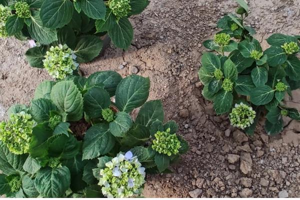 如何地栽绣球花，将根系舒展后栽入穴中并填土压实