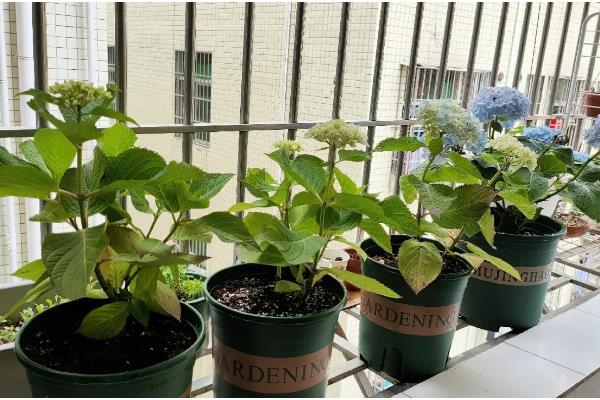 如何地栽绣球花，将根系舒展后栽入穴中并填土压实