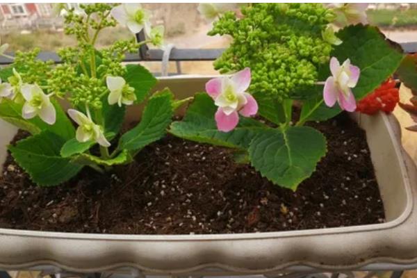 如何地栽绣球花，将根系舒展后栽入穴中并填土压实