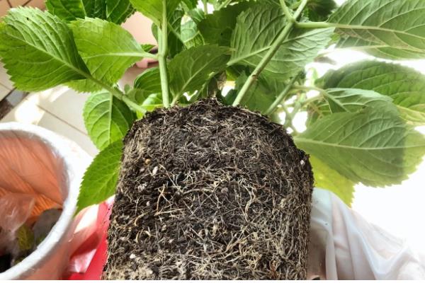 如何地栽绣球花，将根系舒展后栽入穴中并填土压实