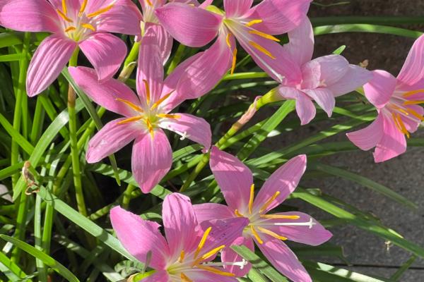 夏天有什么常见的花卉，包含风雨兰、金盏花等品种