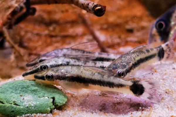 哪些工具鱼吃黑毛藻,黑线飞狐是最佳选择