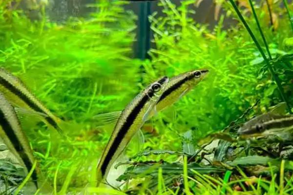 哪些工具鱼吃黑毛藻,黑线飞狐是最佳选择