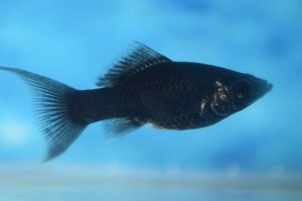 哪些工具鱼吃黑毛藻,黑线飞狐是最佳选择