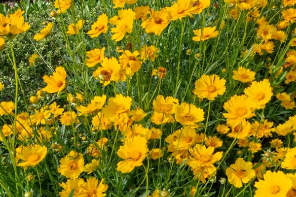 夏天有什么常见的花卉，包含风雨兰、金盏花等品种